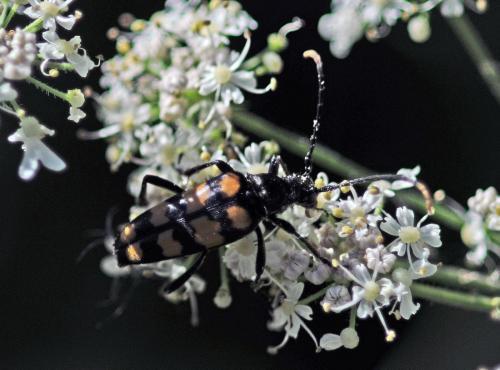 Réf. 270 866 : Leptura quadrifasciata